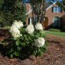 Саженцы Гортензии "Беби лейс": цена и описание сорта Саженцы Гортензии "Беби лейс": цена и описание сорта