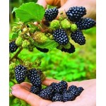 Саженец ежевики "Небеса могут подождать" Саженец ежевики "Небеса могут подождать"